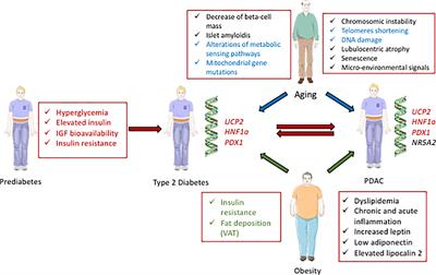 Interplay Between Diabetes and Pancreatic Ductal Adenocarcinoma and Insulinoma: The Role of Aging, Genetic Factors, and Obesity